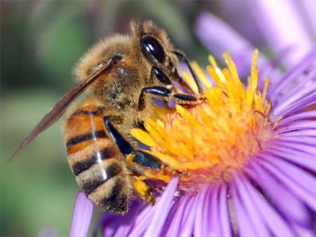 Una abeja en proceso de polinización